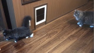 子猫に付いてまわる猫 ノルウェージャンフォレストキャット A cat that follows a kitten