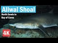 Aliwal Shoal 4K Scuba Diving - South Africa - 05/10/2024