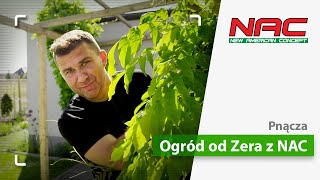 Pnącza w ogrodzie | Ogród od Zera z NAC