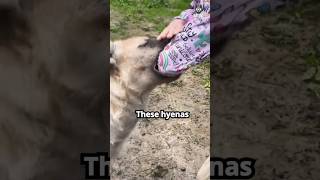 Hyenas as Pets in Kenya? | Hyenas Facts #hyena #shorts #viral