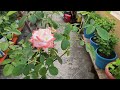 standard rose stand rose tree rose imperatrice farah