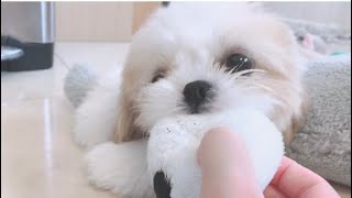 シーズー♡子犬♡4ヶ月♡キッチンに入れて！