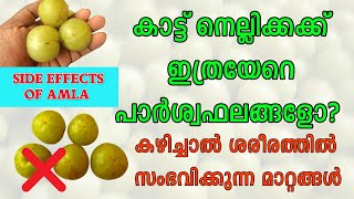 കാട്ട് നെല്ലിക്ക സ്ഥിരമായി കഴിക്കുന്നവരാണെങ്കിൽ ദോഷവശങ്ങൾ അറിഞ്ഞിരിക്കണം | Health Tips Malayalam