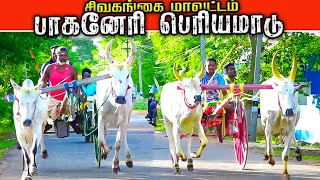 சிவகங்கை மாவட்டம் பாகனேரி-பெரியமாடு-பந்தயம்_22.06.2024_ksk_krish_