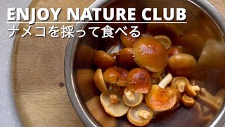 キノコ採り・ナメコの簡単レシピ【山で遊ぶ】