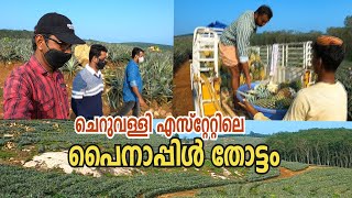 Pineapple Cultivation in Cheruvally Estate | ചെറുവള്ളി എസ്റ്റേറ്റിലെ പൈനാപ്പിൾ വിശേഷങ്ങൾ | Vlog#34