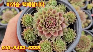 9월6일 바위솔 택배합니다 010 8453 5338