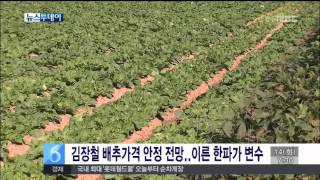 [안동MBC뉴스]김장철 배추가격 안정 전망…이른 한파가 변수