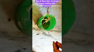 #mogra #plants #shorts #viral #new #garden #diygarden #diy #grow #treecutting #unique #jasmine Mogra