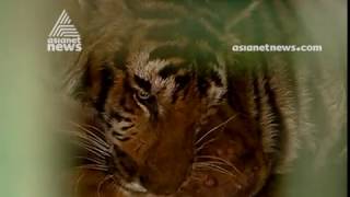 Foresters capture tiger in Wayanad to be taken to Thiruvananthapuram zoo