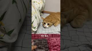 치즈냥이의 사냥법 #고양이 #고양이브이로그 #고양이일상 #치즈냥 #치즈냥이