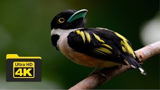 BLACK-AND-YELLOW BROADBILL | BIRDS OF BORNEO | RELAXING MUSIC | RDC | SANDAKAN | SABAH