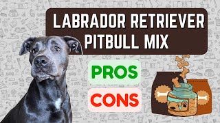 Pitbull Lab Mix Labrabull Pro S Con S