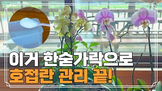 호접란 관리법, 호접란 분갈이, 쭈글쭈글 누런잎 호접란 살리는법 | 죽어가는 호접란 설탕 한숟가락으로 살리기