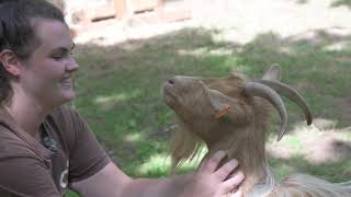 Meet the golden Guernsey goats