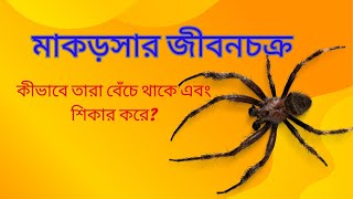 মাকড়সার জীবনের অজানা রহস্য!