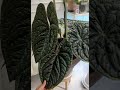 안스리움 럭셔리안스 anthuriumluxurians 안스리움 anthurium