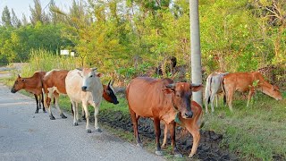 menggiring sapi lembu jinak ke kandangnya