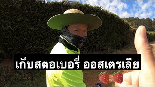 งานเก็บสตอเบอรี่ที่ออสเตรเลีย🍓🇦🇺 รายได้หลักแสน/เดือน