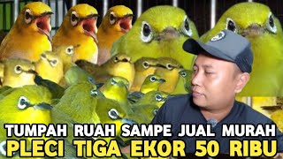 MODAL MURAH UDAH BIKIN SENENG.! PLECI TIGA EKOR 50 RB BURUNG GACORAN 25 RIBU DI PASAR BURUNG PRAMUKA