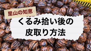 【里山暮らし】用水路を利用したくるみの皮とり方法