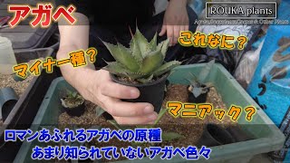 【アガベ】ちょっとマニア向け？あまり知られていないアガベのマイナー種をご紹介！　原種はロマンです【Agave】【園芸】