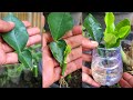 Best method propagate Lemon Trees from leaf cuttings