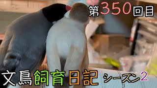 文鳥飼育日記シーズン2第350回目