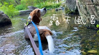 朝から露天風呂気分を満喫してさっぱりするビーグル犬さつき氏