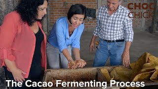 The Cacao Fermenting Fermentation Process