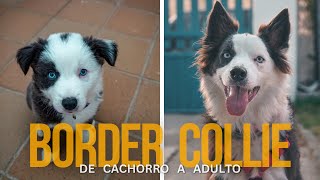 Bordercollie de pequeño a adulto | Mi pequeña bola de pelo | de 2 meses a 1 año y medio