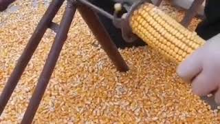 corn | corn machine