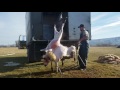 mobile farm slaughter of a lamb