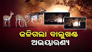 ଜଳିଗଲା ଜଙ୍ଗଲ | Odisha Reporter