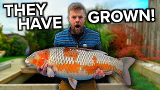 How I Grow GIANT Koi Fish On A BUDGET!