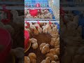 Nipple Drinker #broiler #cagefarming #poultryfarming #poultry #chicken #shots #shortsvideo