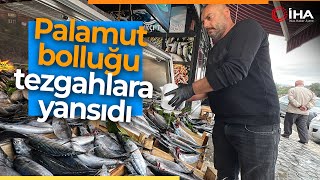 Tezgahlarda Palamut Bolluğu