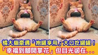 橘大貓豪邁「抱罐享用」大口吃罐罐！「幸福到腳開掌花」但目光卻在...|貓咪搞笑