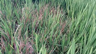 Rat Damage In Paddy(వరిలో ఎలుకలు)