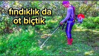 Motorlu tırpan ile fındık bahçesinde ot biçtik