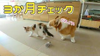 うちに来て１か月、1.5倍になった子猫といつまでも甘えん坊の6歳コーギー