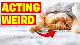 Why Cats Act Weird Around You (Explained by Experts)