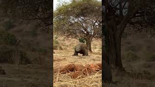 Komodo greets Kemera#animals #viraland witness the ferocity😱