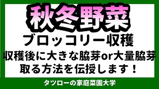 [家庭菜園]秋冬野菜　ブロッコリー収穫　収穫後食べられる脇芽が生えます。大きな脇芽OR大量脇芽を取る方法を伝授します。