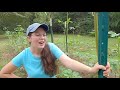 pruning giant okra for a second crop