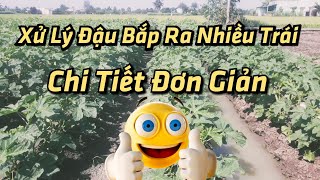 cách xử lý đậu bắp ra nhiều trái (bắp tây)