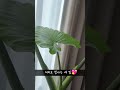 알로카시아 오도라 새 잎이 났어요🌱🌿