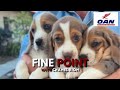 Mission Bay Puppy Rescue: Saving Lives, One Pup at a Time