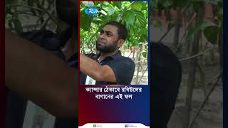 ক্যান্সার প্রতিরোধী ফল চাষে ব্যাপক সাড়া ফেলেছেন রবিউল #Nonifol #narail