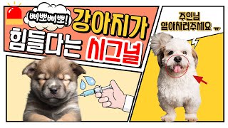 강아지가 아프고 힘들 때 하는 시그널 다섯가지! 이 신호를 보낼때 알아차리셔야 합니다